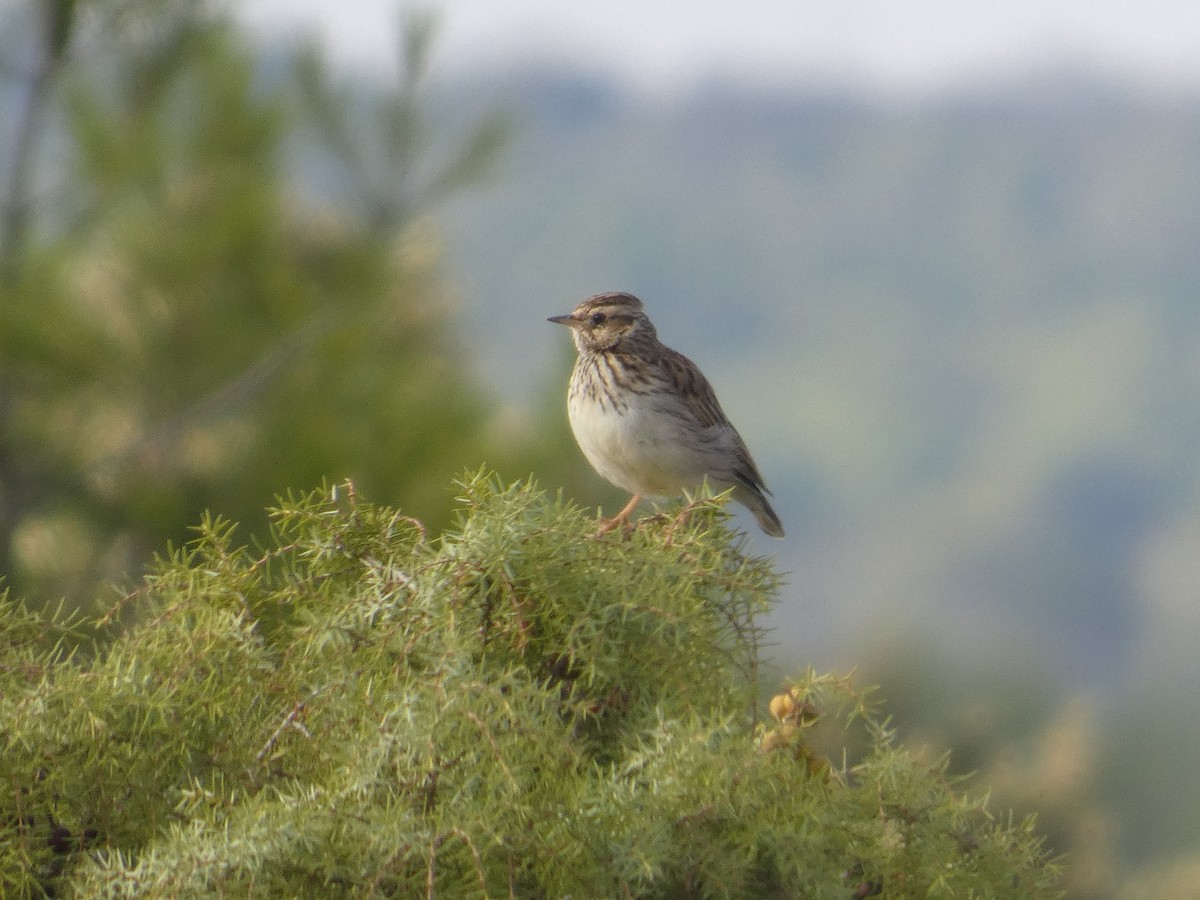 Wood Lark - ML646522651