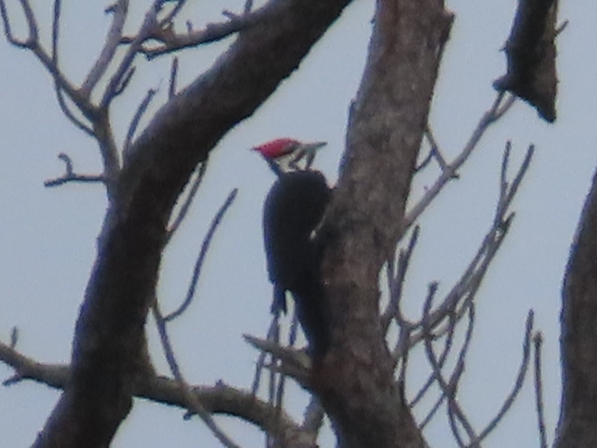 Жовна північна - ML646522652