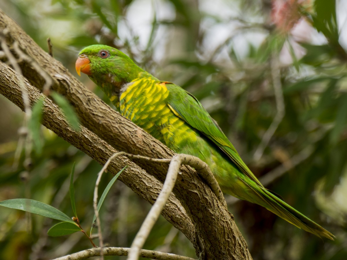 Чешуйчатый лорикет - ML646522657