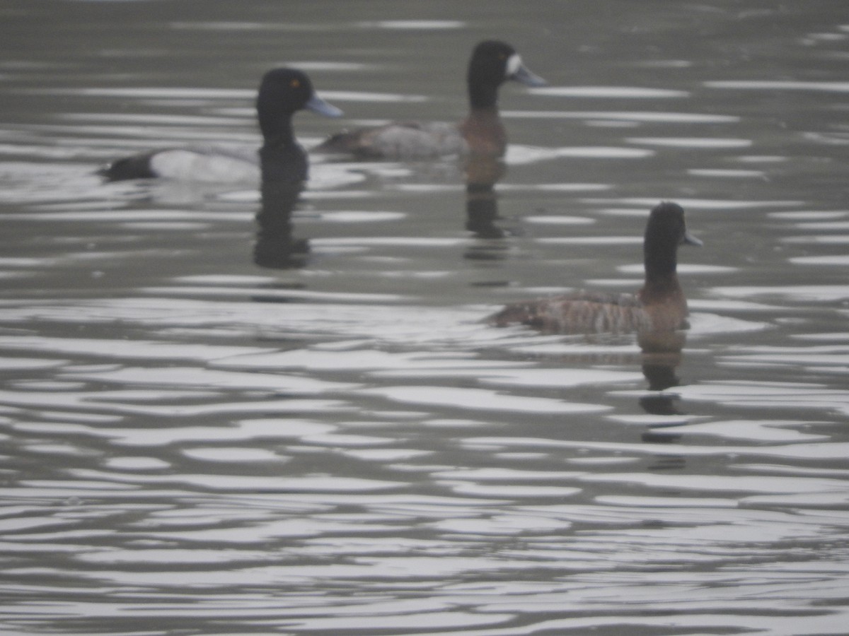 コスズガモ - ML646522658