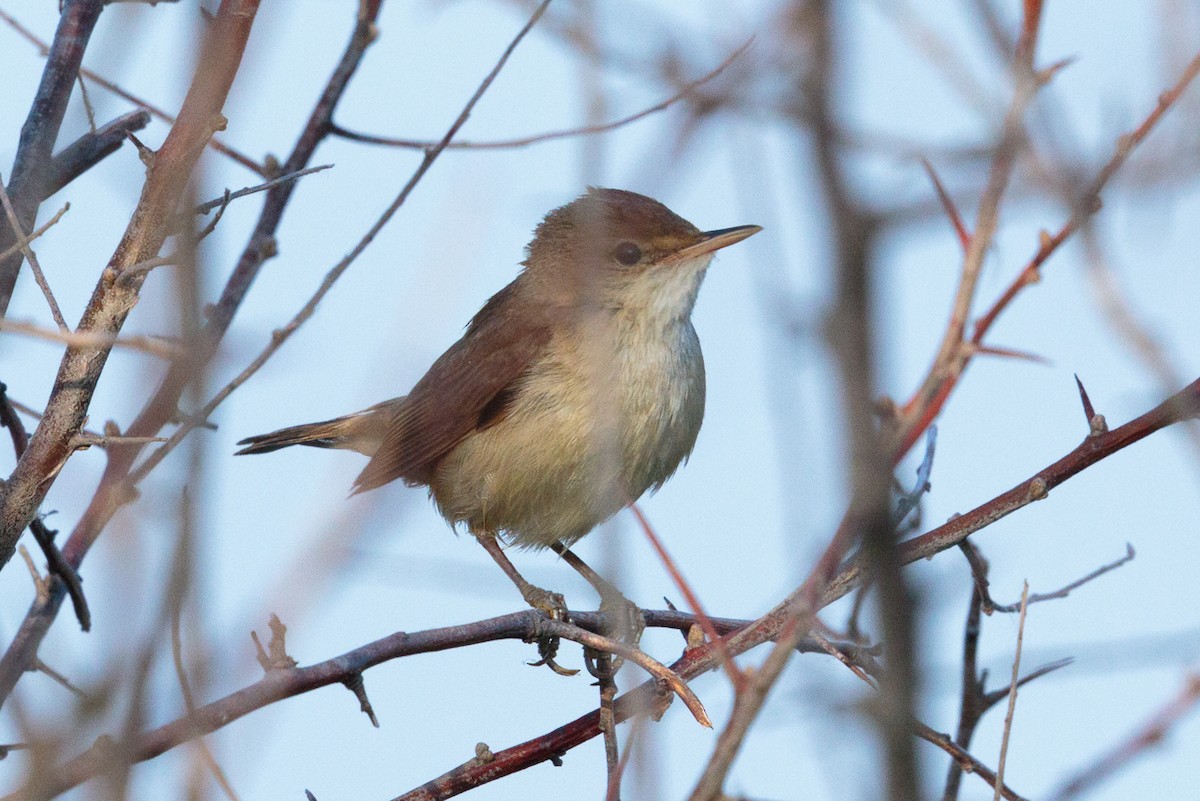 Common Reed Warbler - ML646522660