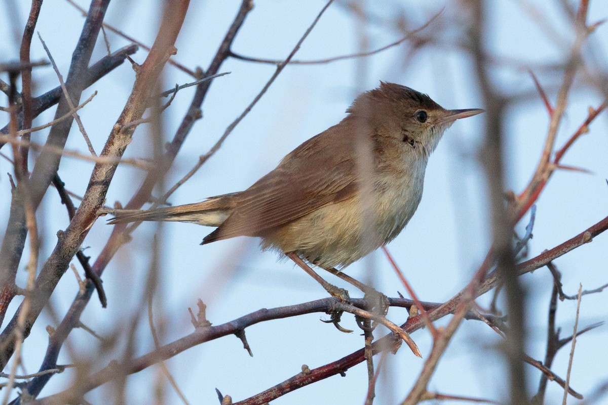 Common Reed Warbler - ML646522661