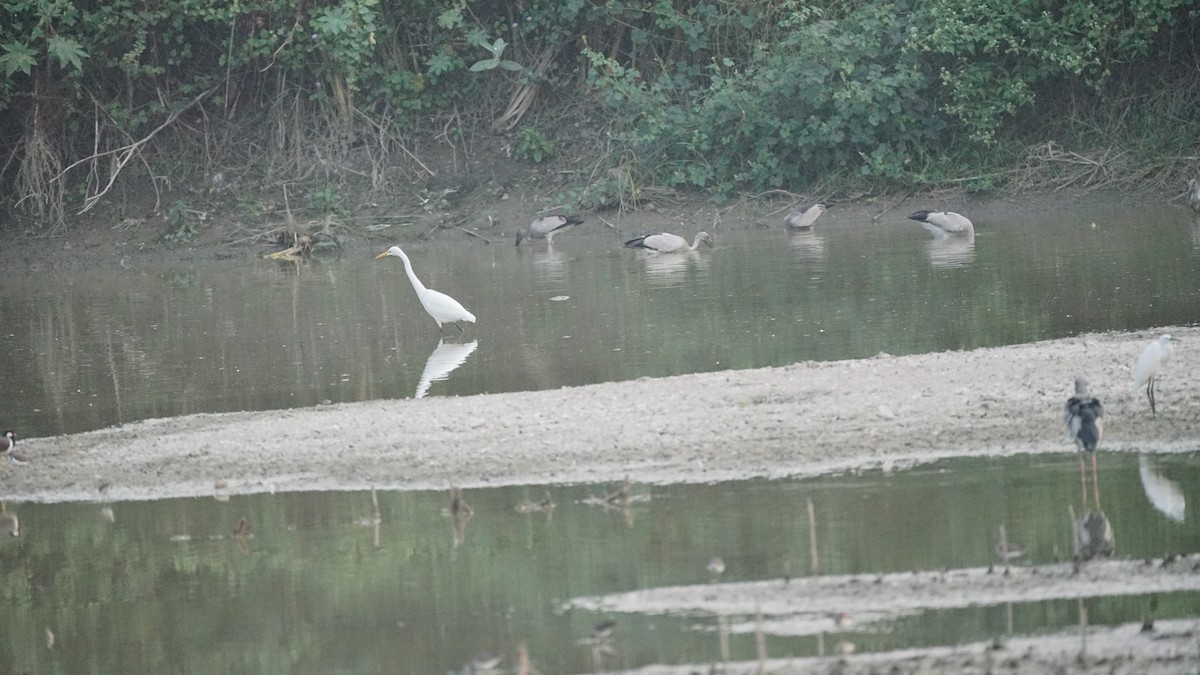 Grande Aigrette - ML646522663