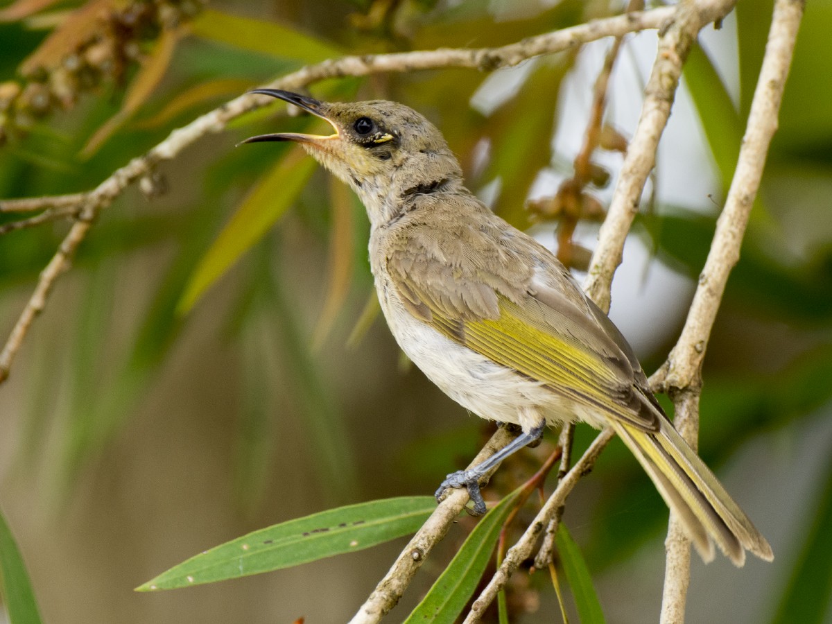 Бурый медолюб - ML646522672