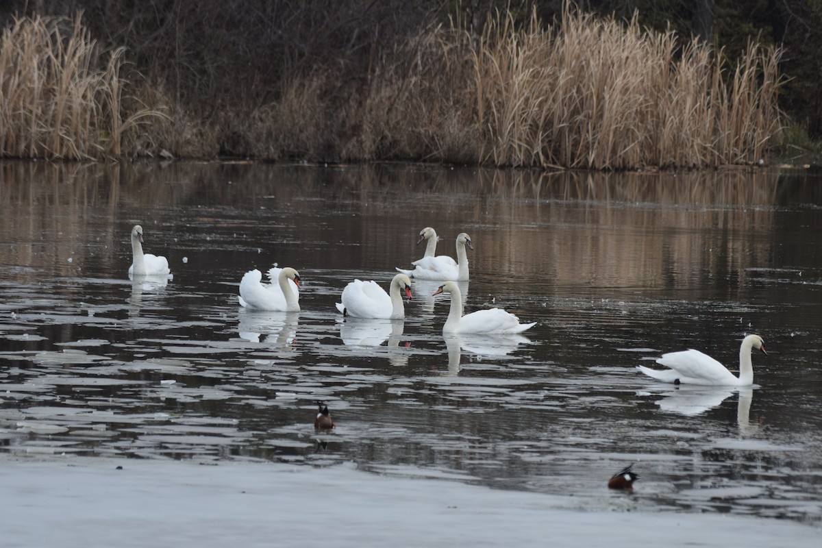 labuť velká - ML646522674