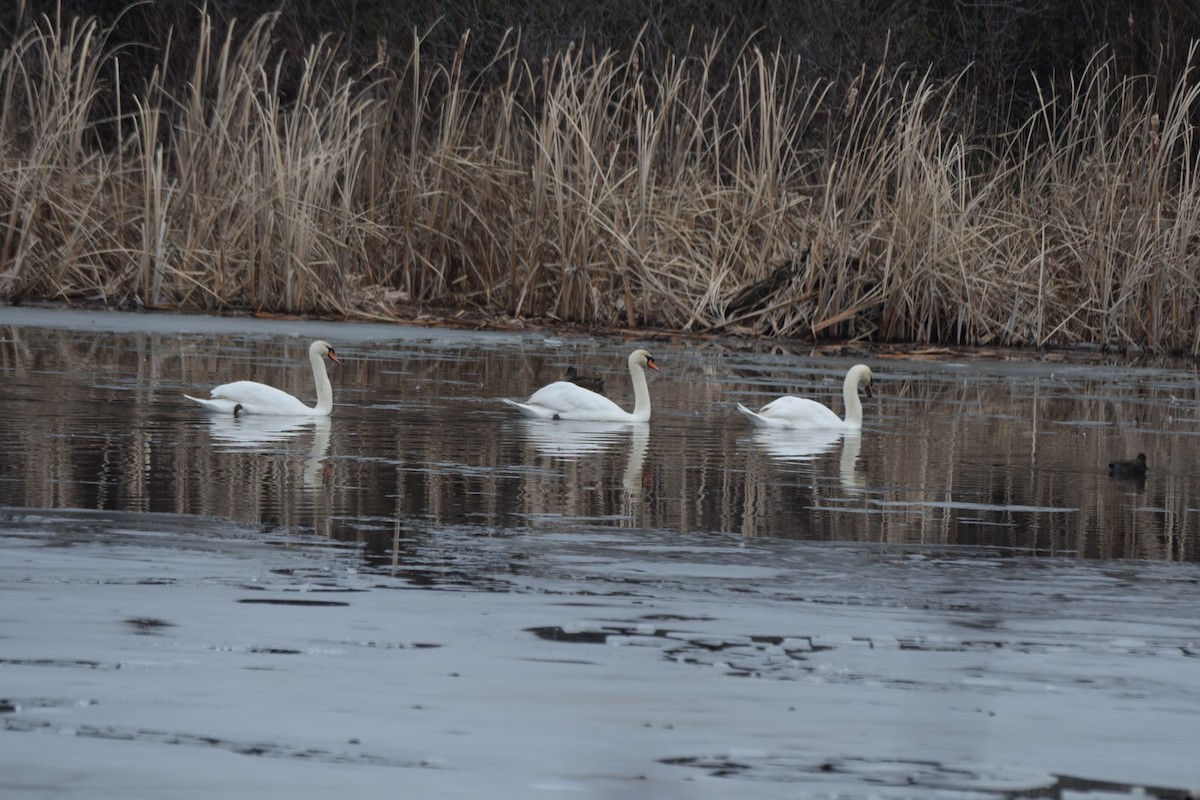 labuť velká - ML646522676