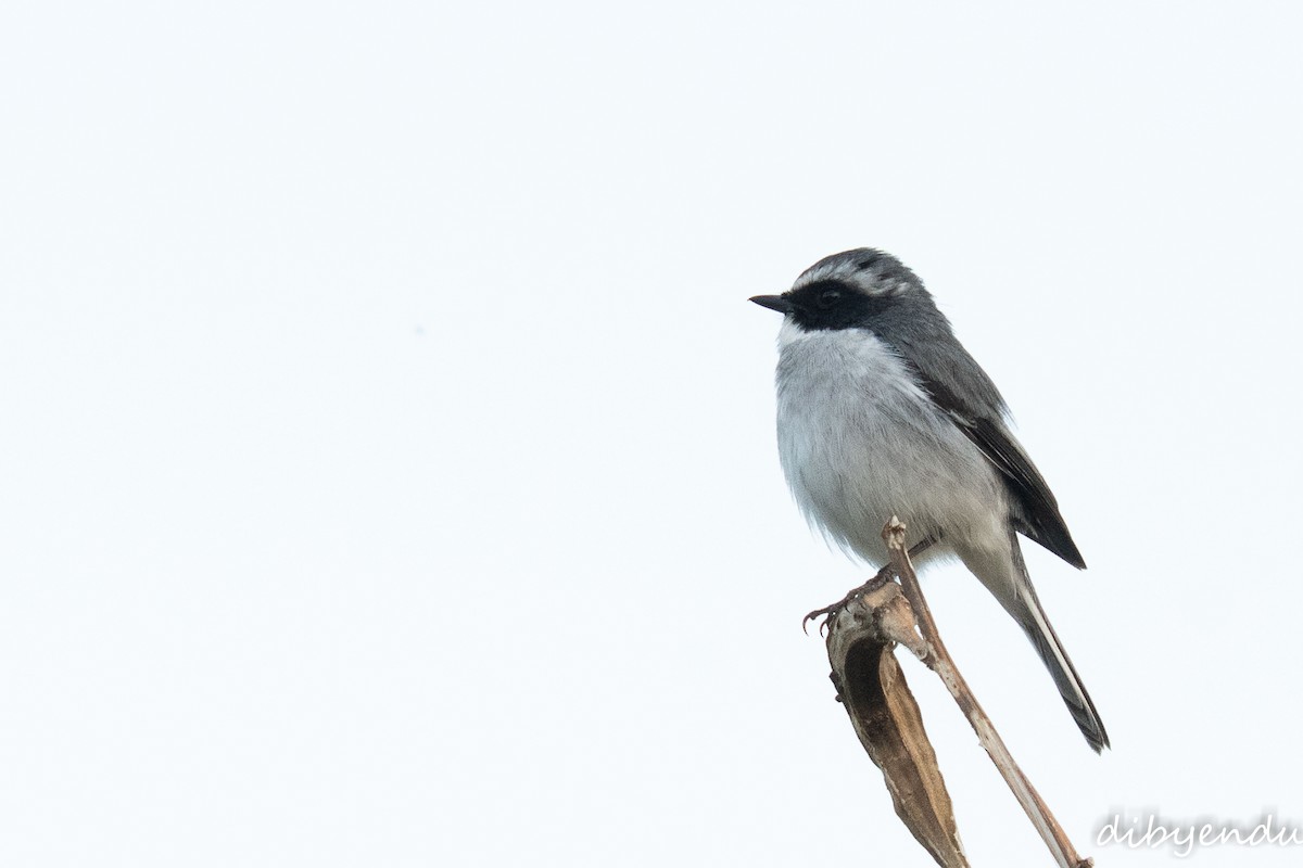 Gray Bushchat - ML646522677