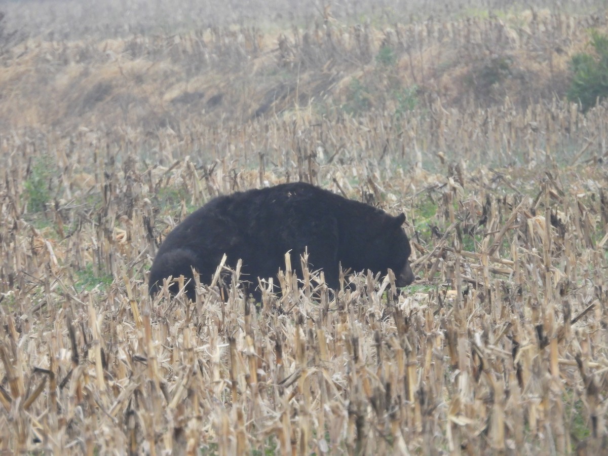 Amerikan kara ayısı - ML646522682