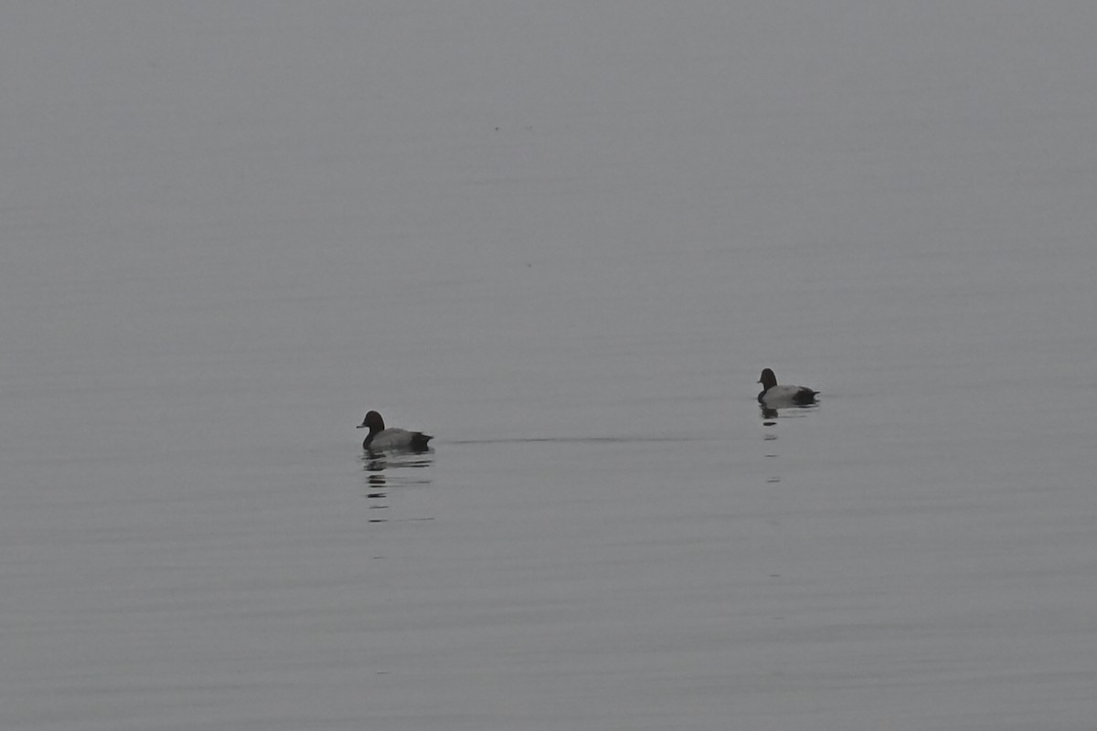 Common Pochard - ML646522686