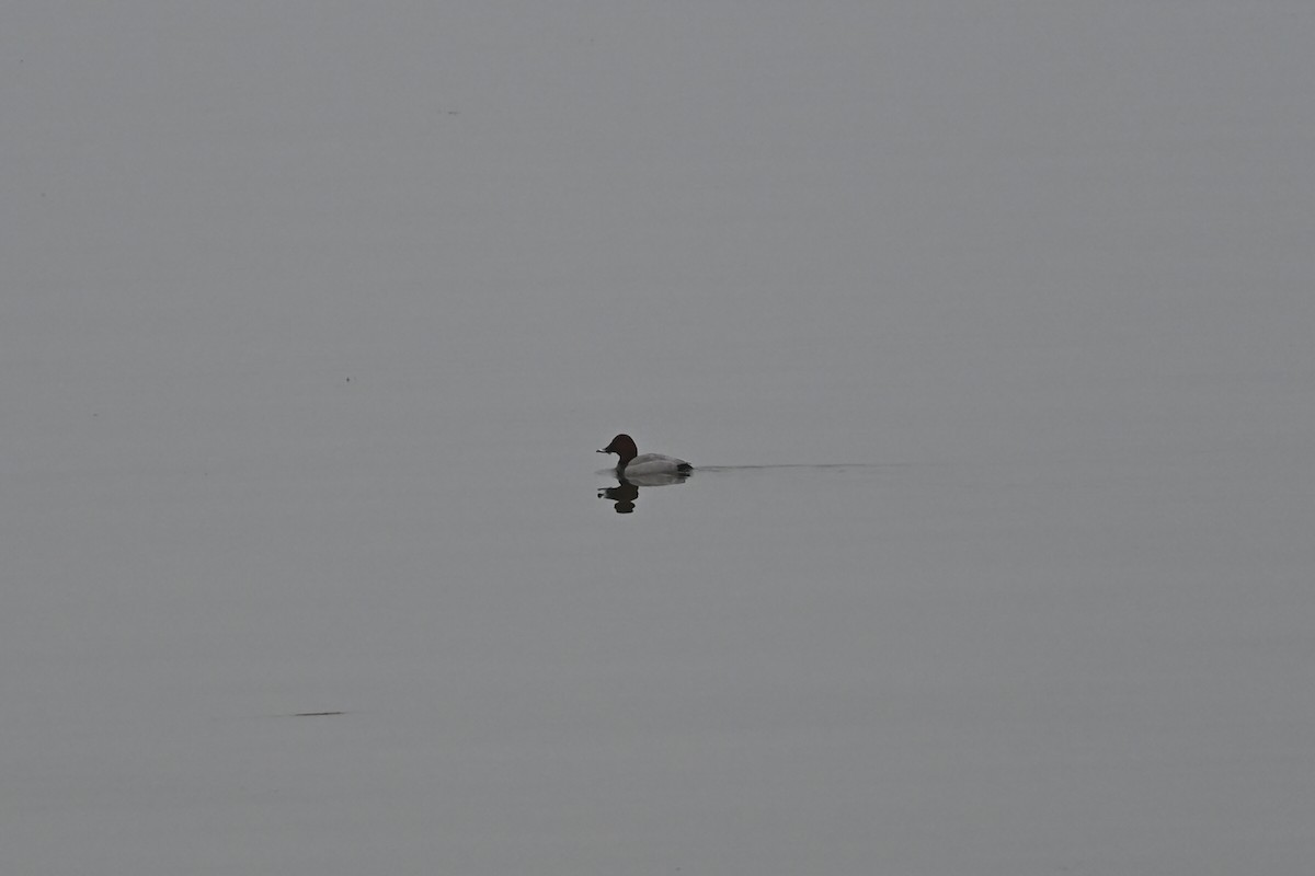 Common Pochard - ML646522687