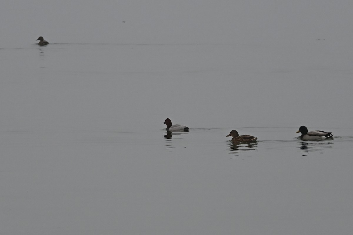 Common Pochard - ML646522688