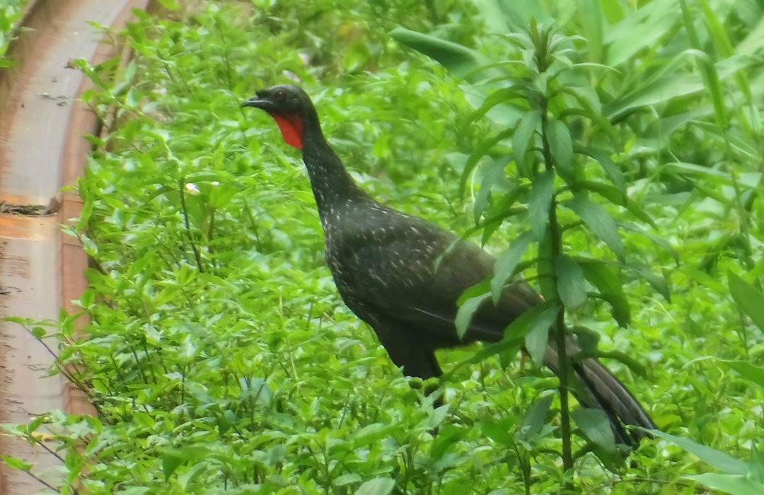 Pava Oscura - ML646522691