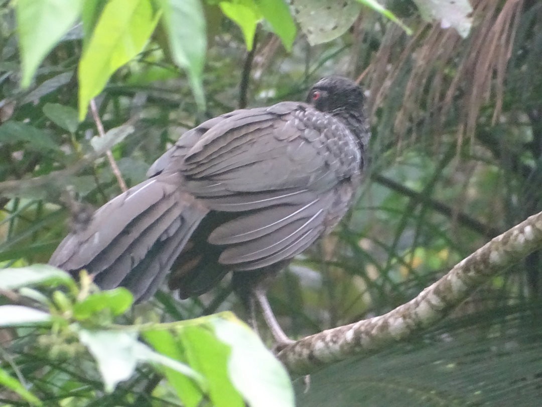 Pava Oscura - ML646522692