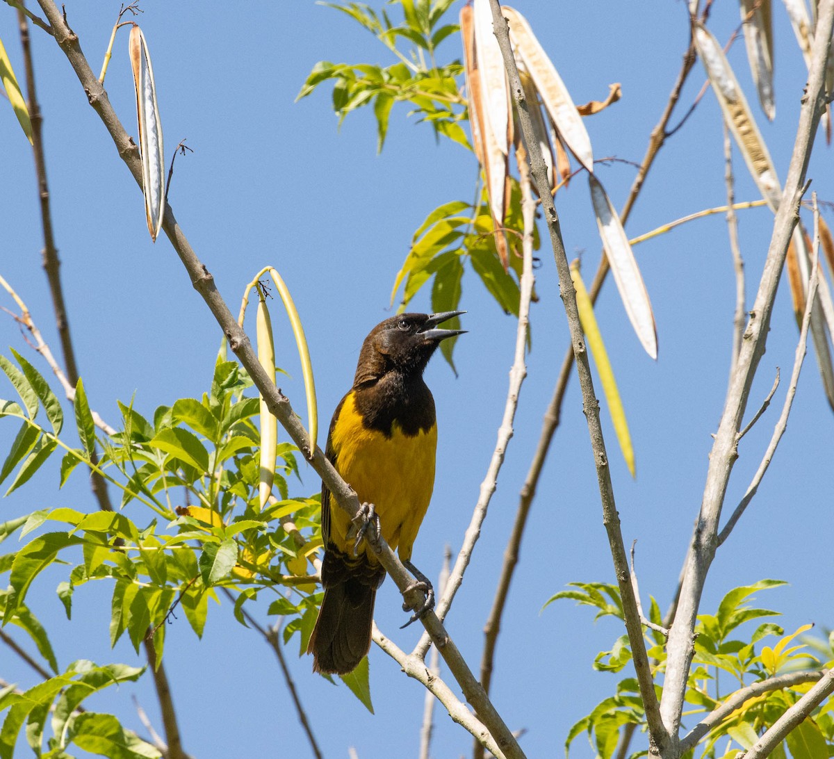 Мочарець жовтогузий - ML646522708