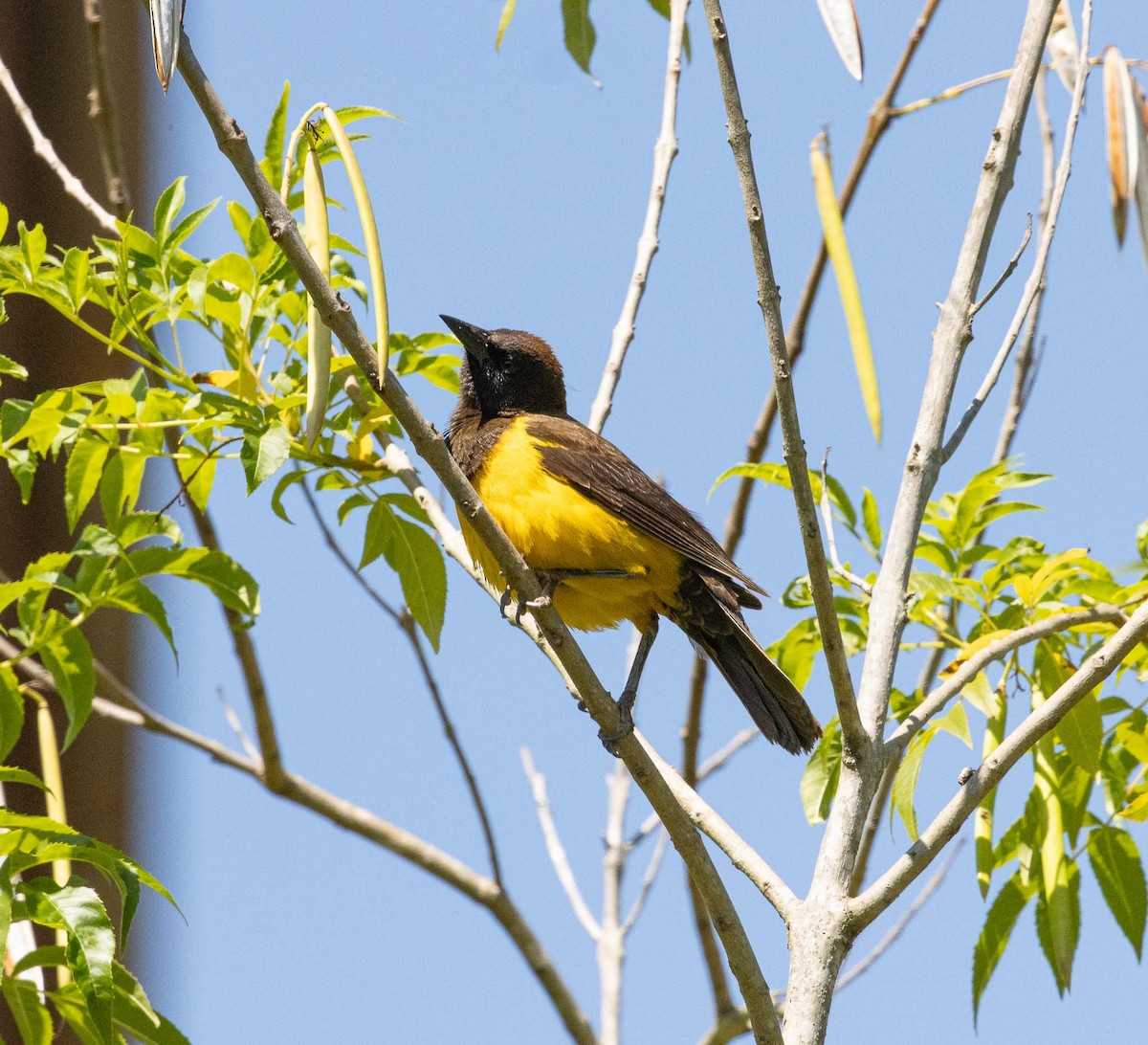 Мочарець жовтогузий - ML646522709