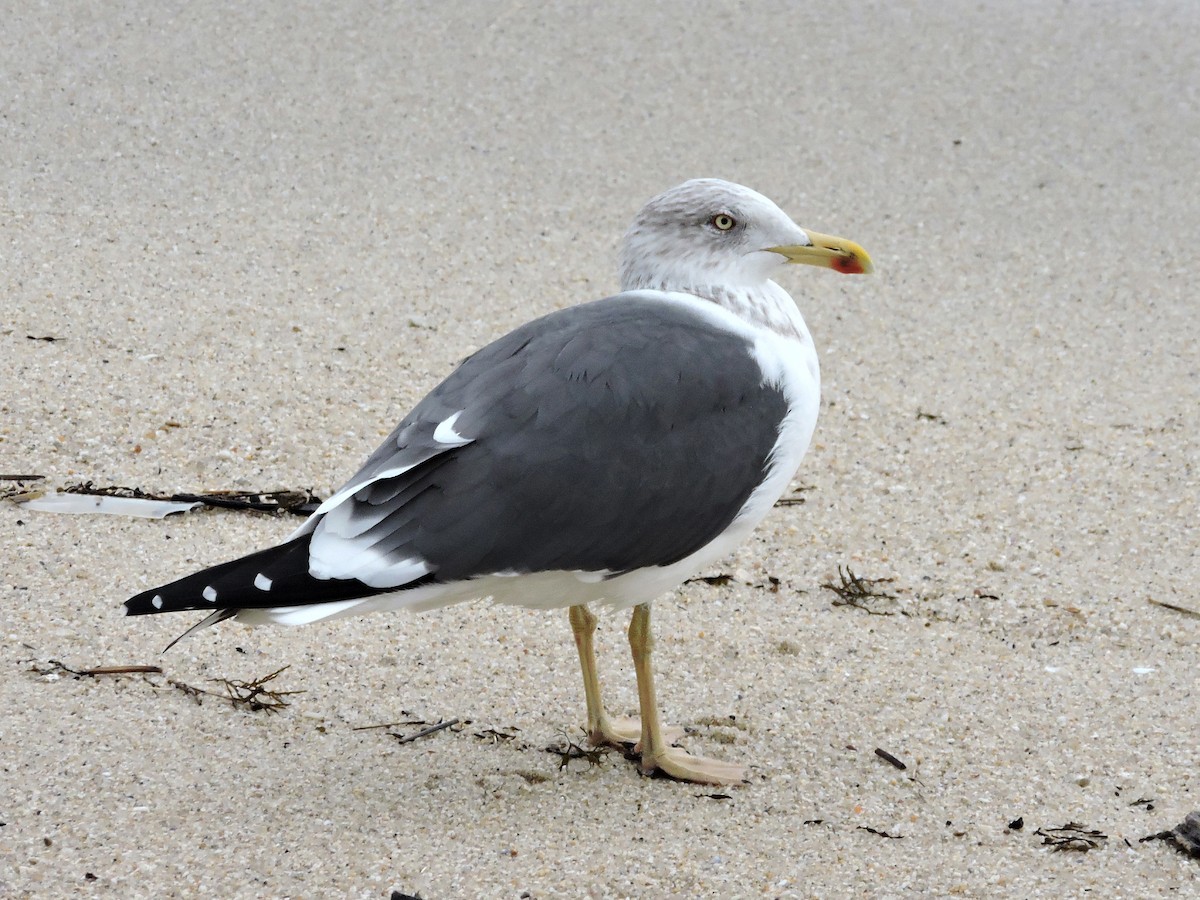 Клуша - ML646522710