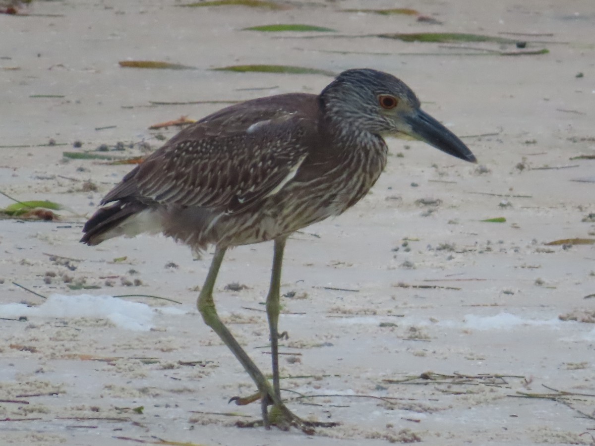 Квак чорногорлий - ML646522711