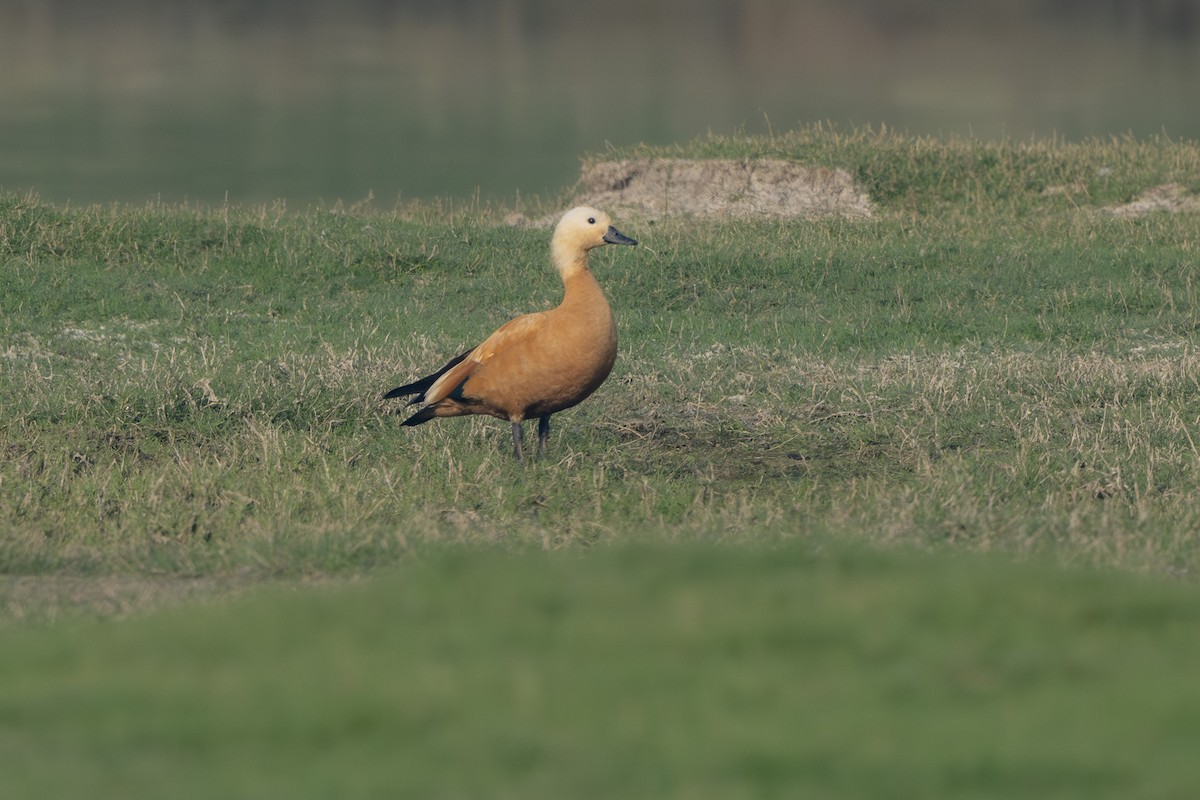 Angıt - ML646522712