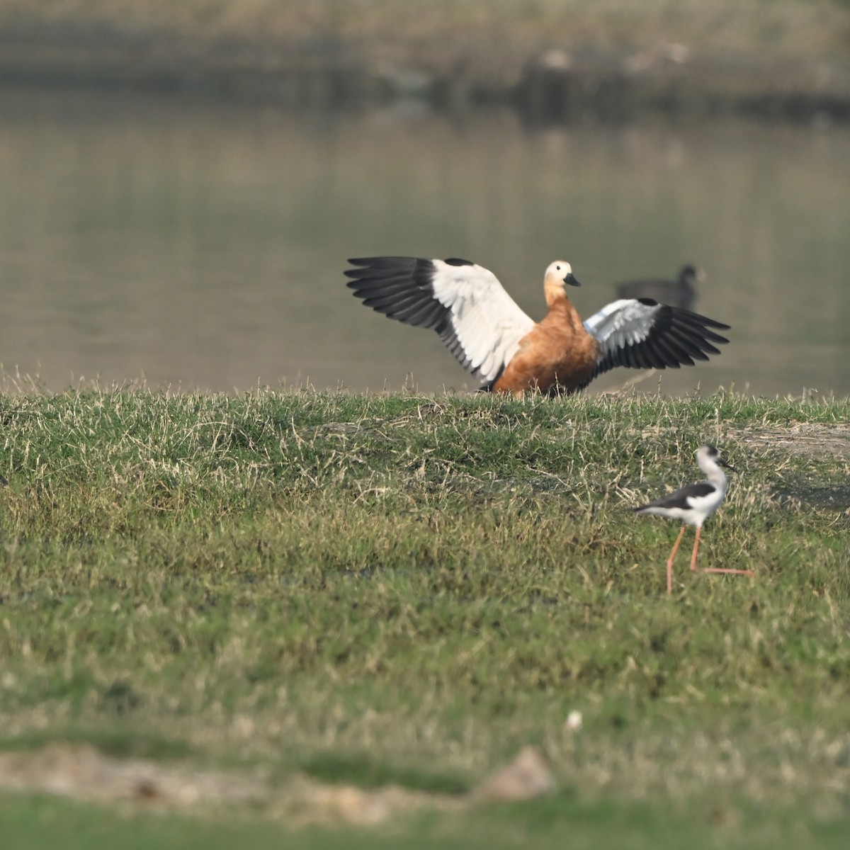 Angıt - ML646522713