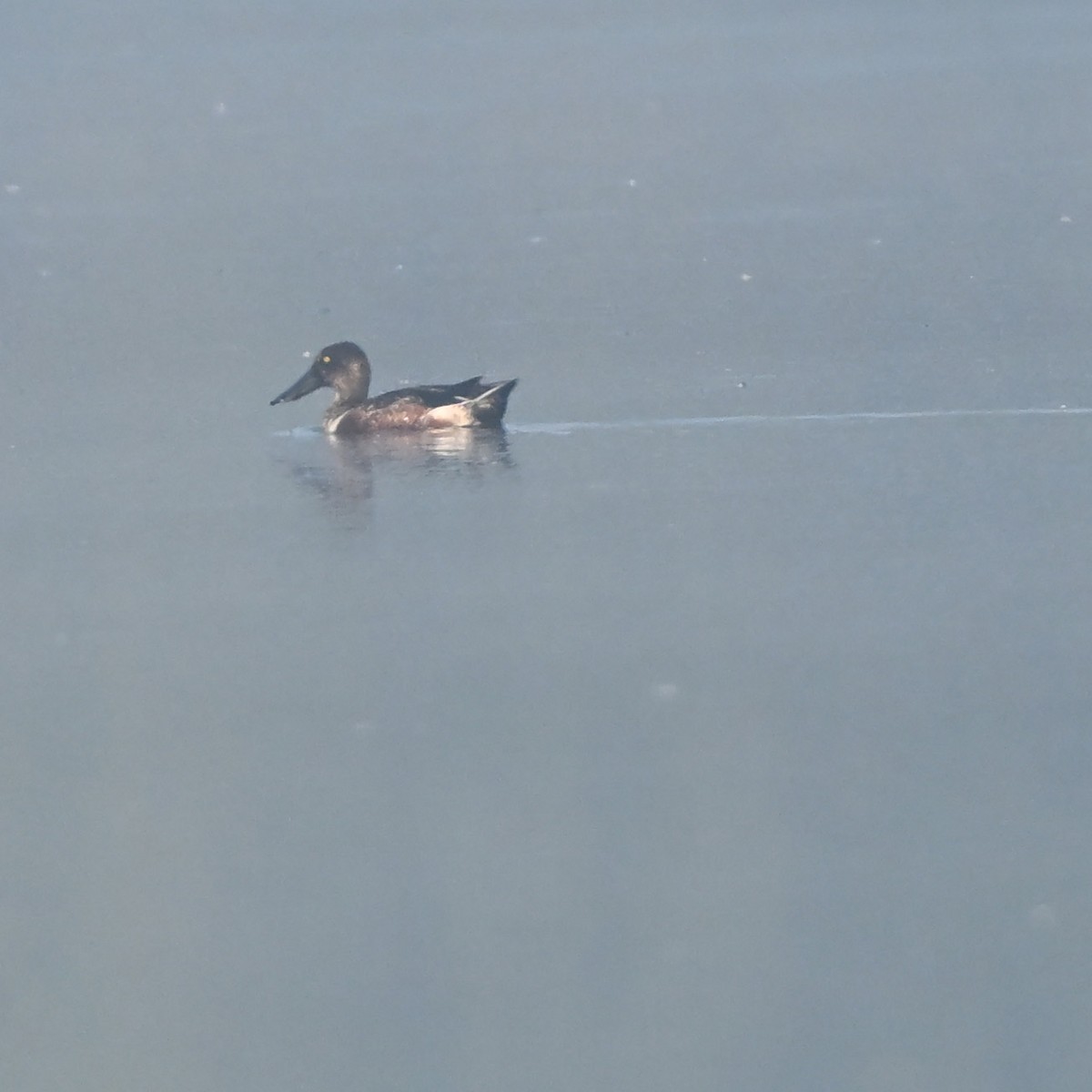 Kaşıkgaga - ML646522719