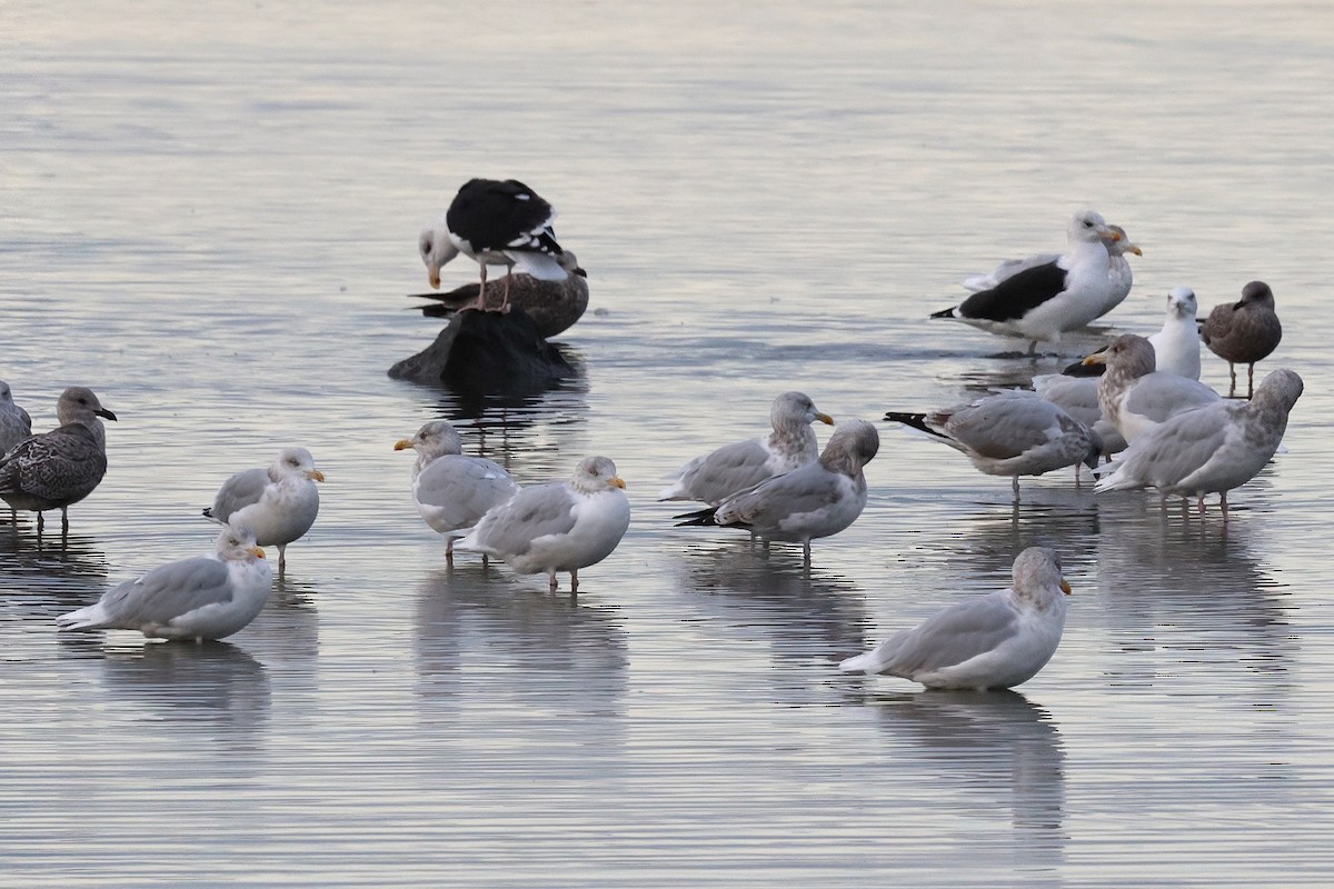 racek mořský - ML646522720