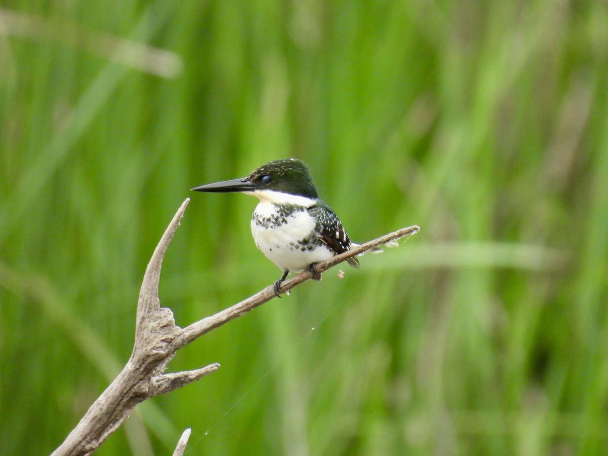 Green Kingfisher - ML646522722