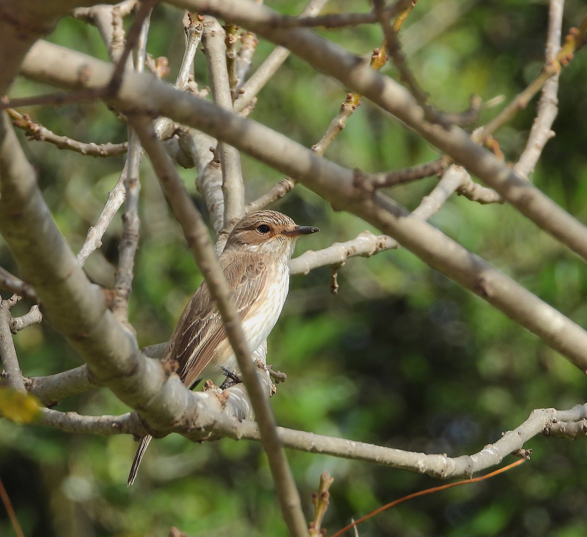Spotted Flycatcher - ML646522723