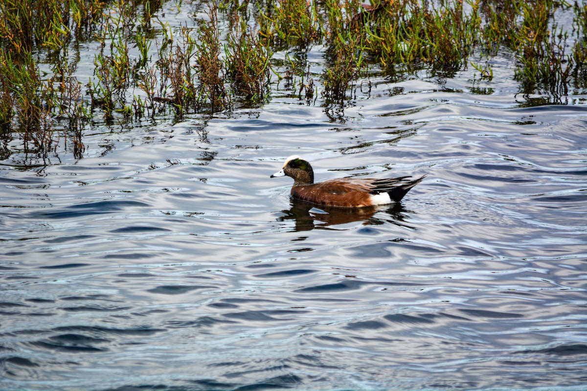 American Wigeon - ML646522724