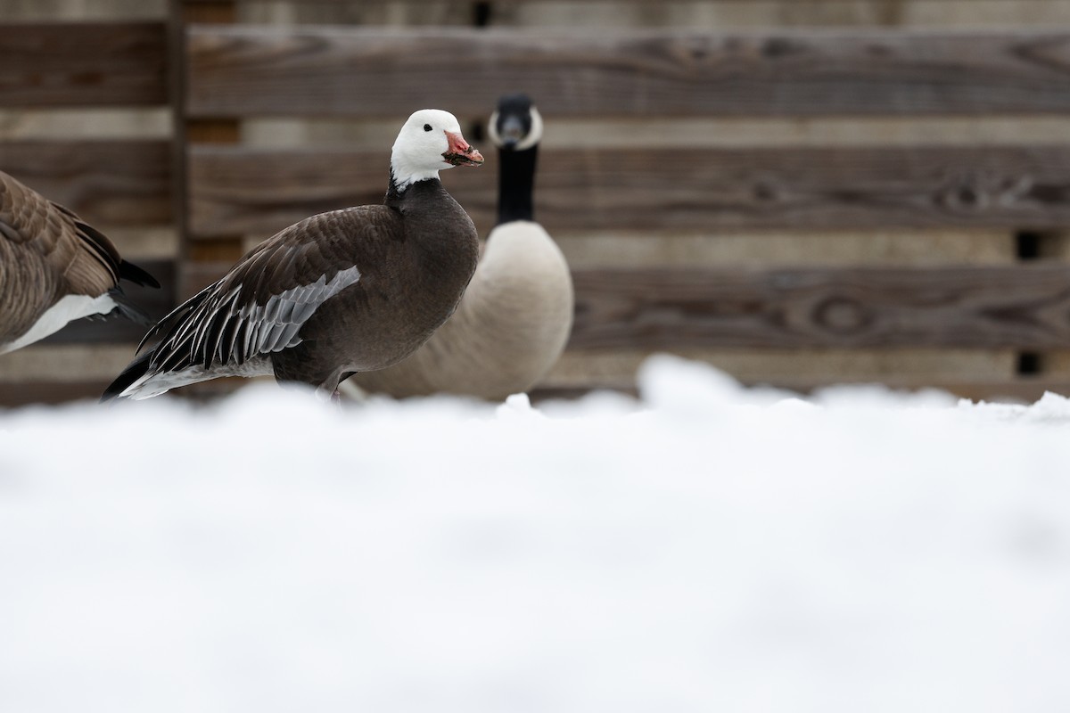 Snow Goose - ML646522725