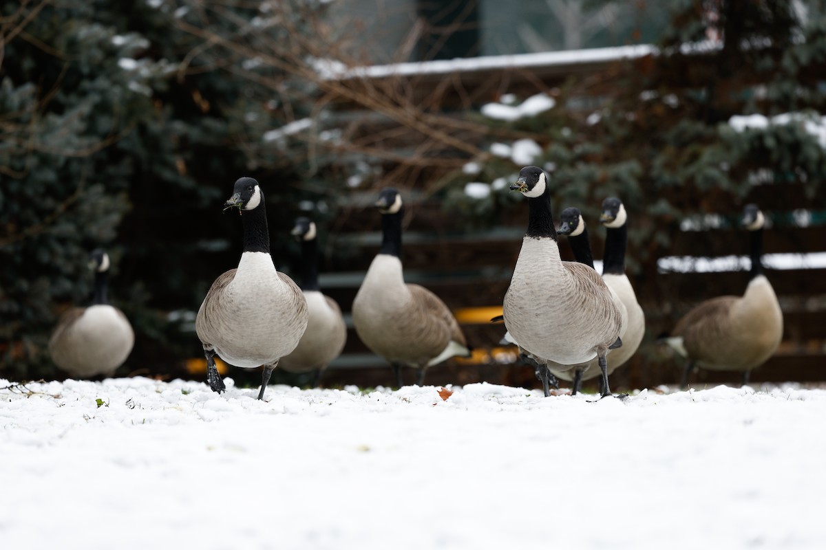 Canada Goose - ML646522733
