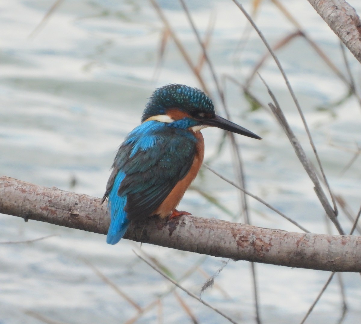 Common Kingfisher - ML646522742