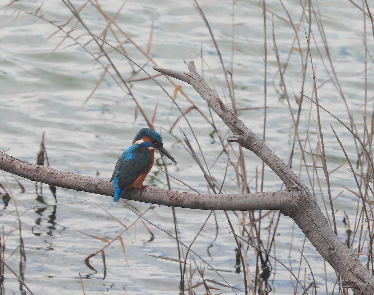 Common Kingfisher - ML646522743