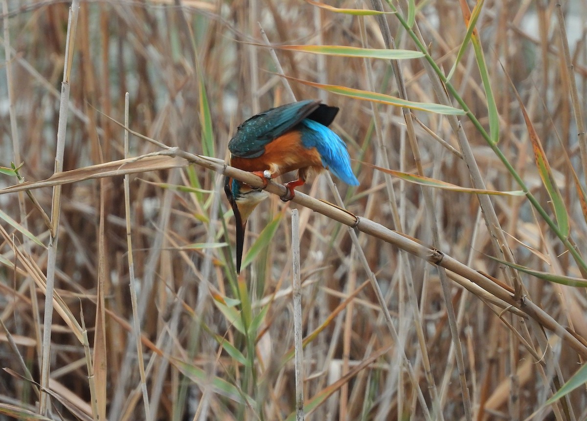Common Kingfisher - ML646522744