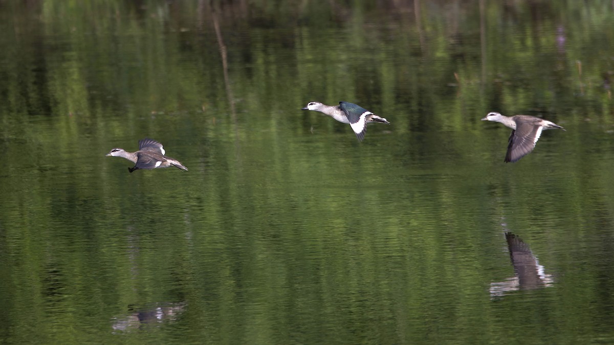 Cotton Pygmy-Goose - ML646522752