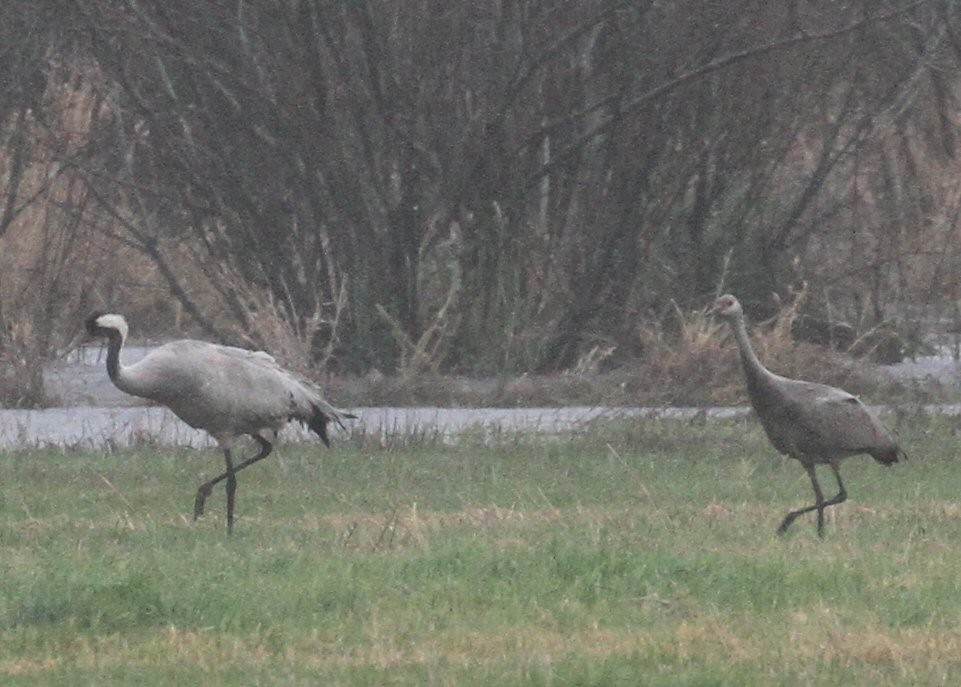 Common Crane - ML646522756