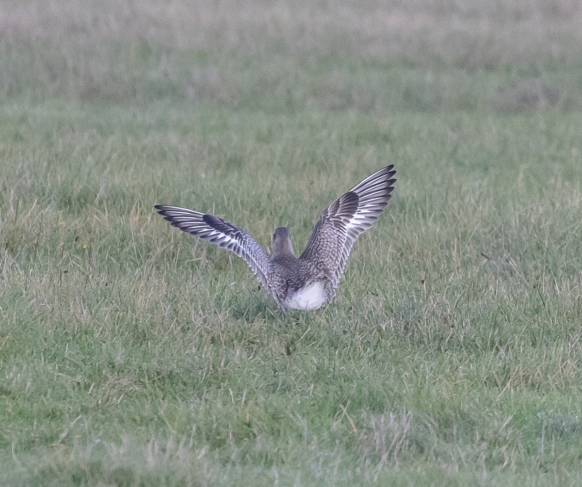 灰斑鴴 - ML646522758