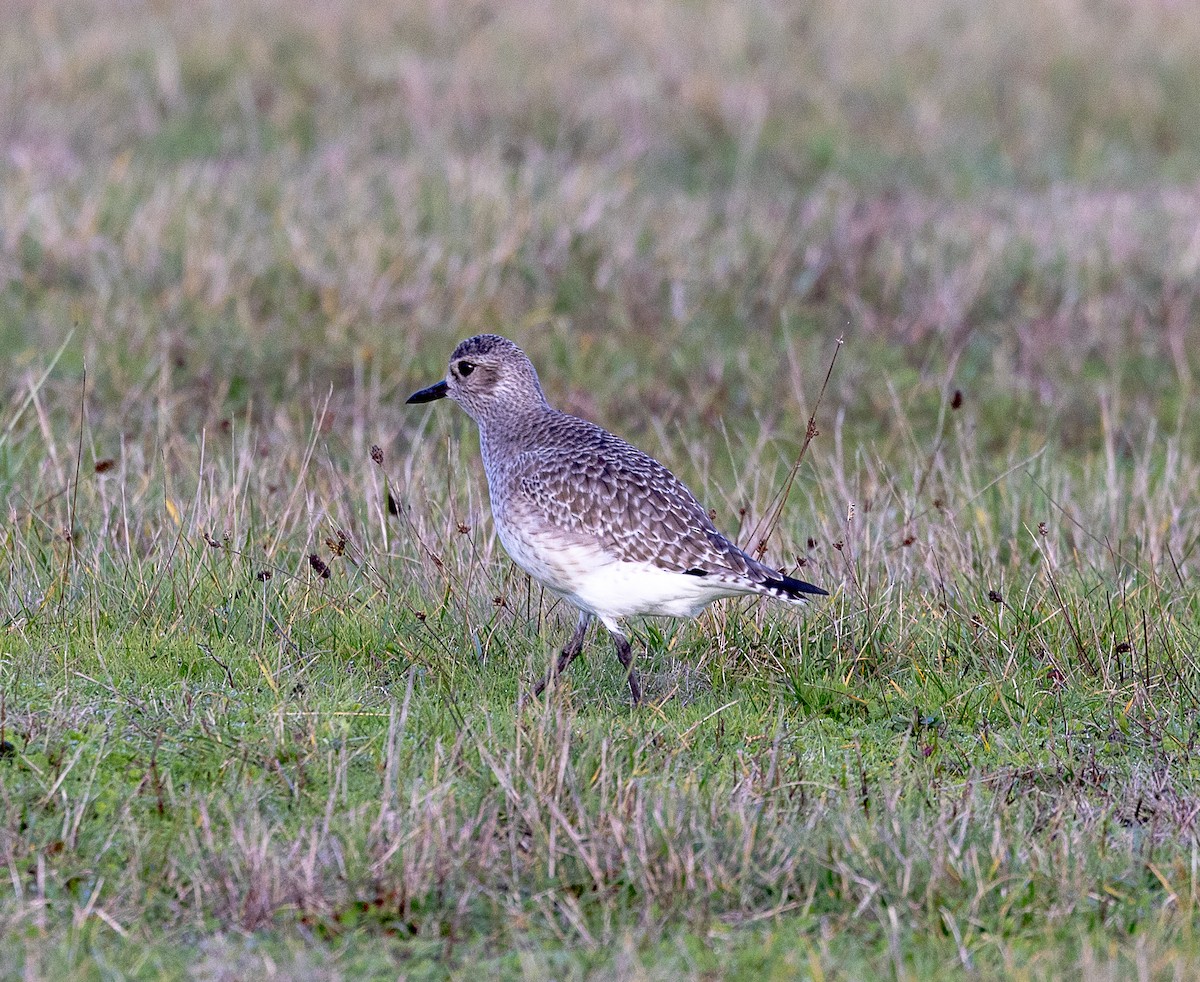 灰斑鴴 - ML646522759