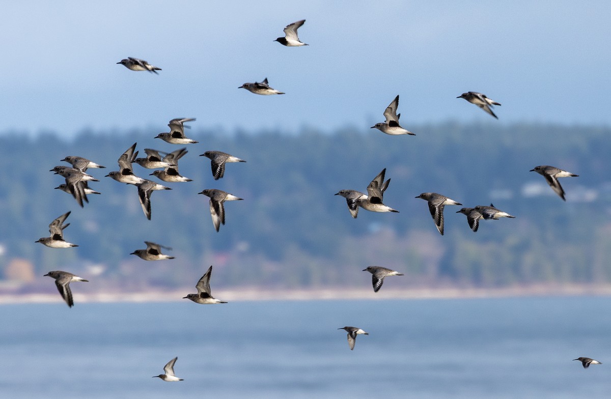 灰斑鴴 - ML646522760