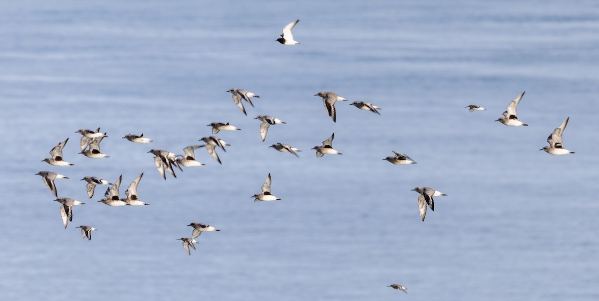 灰斑鴴 - ML646522761