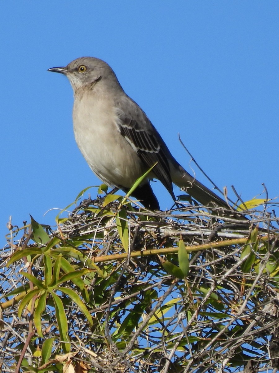 Northern Mockingbird - ML646522762