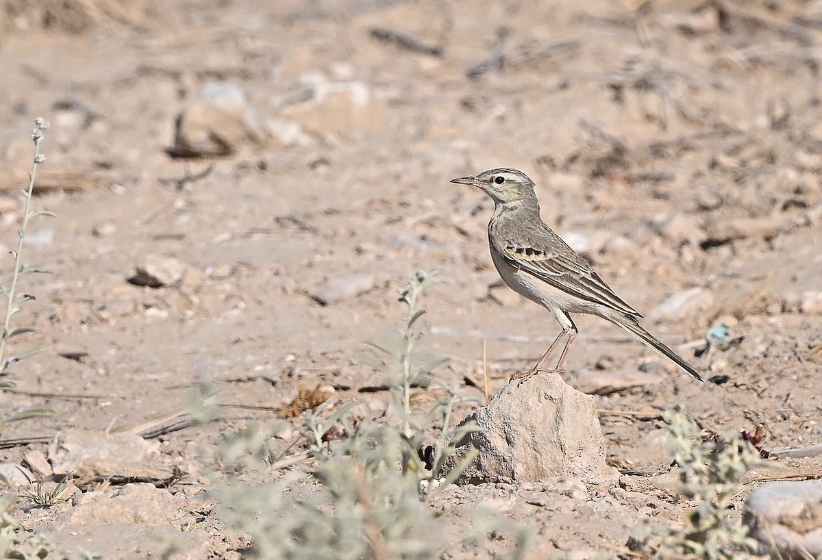Полевой конёк - ML646522767
