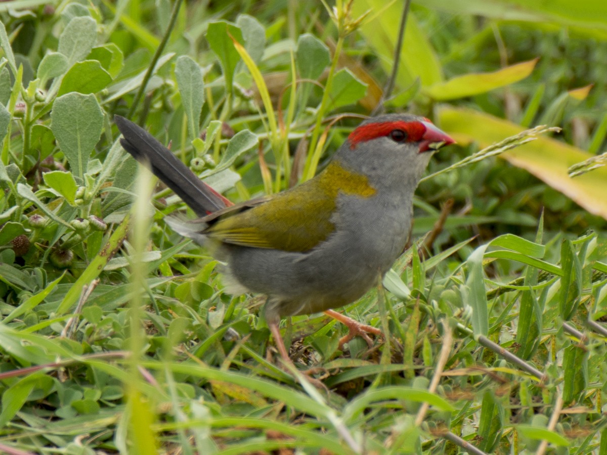 Краснобровая амадина - ML646522769