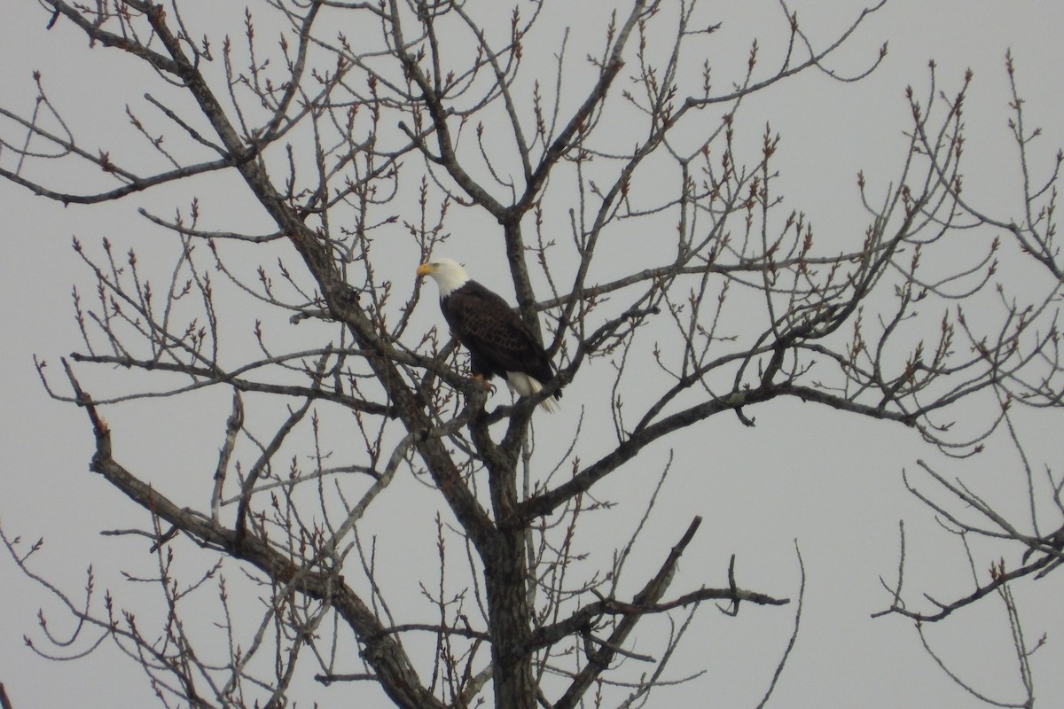 Bald Eagle - ML646522773