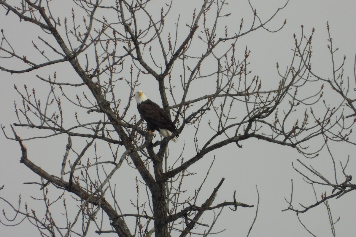 Bald Eagle - ML646522774