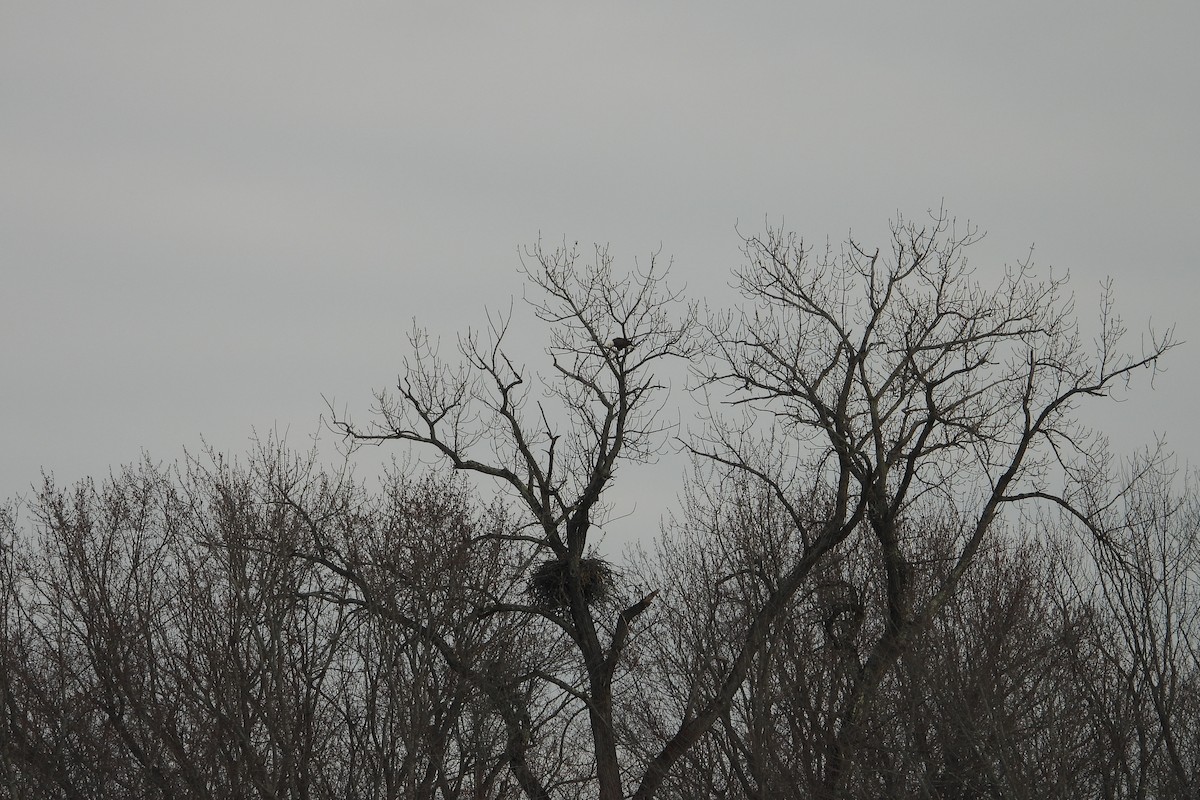 Bald Eagle - ML646522775