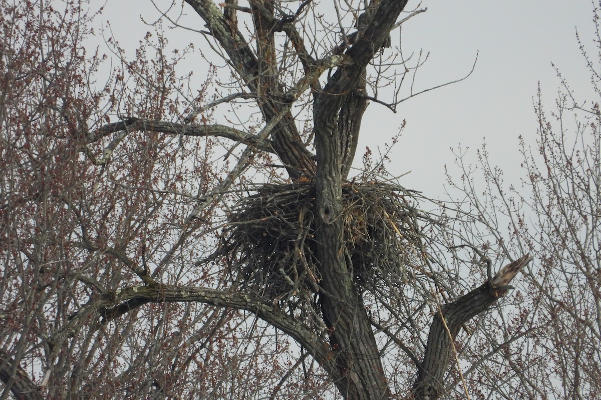 Bald Eagle - ML646522776