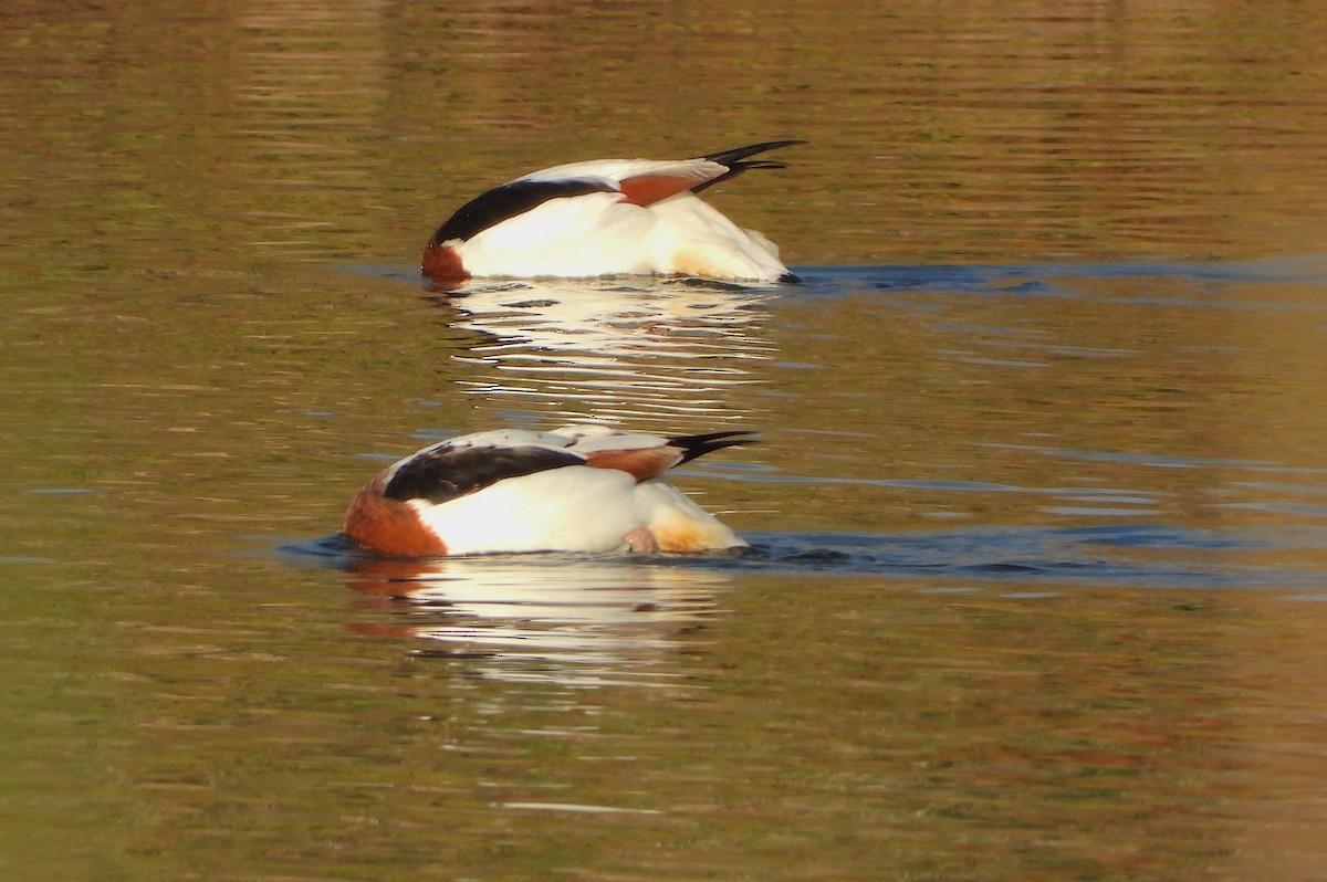 Common Shelduck - ML646522778
