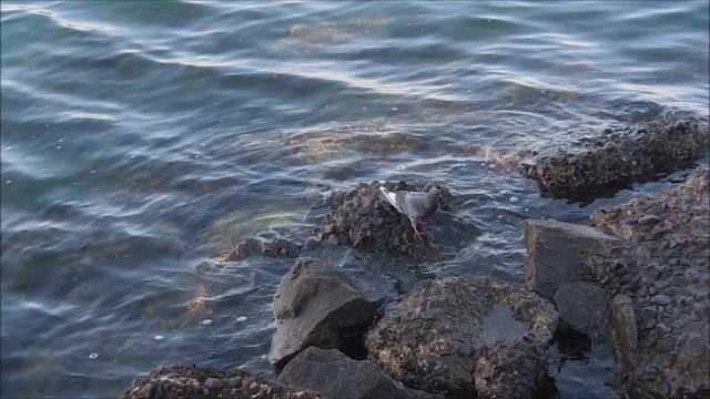 Голуб сизий (міський) - ML646522779