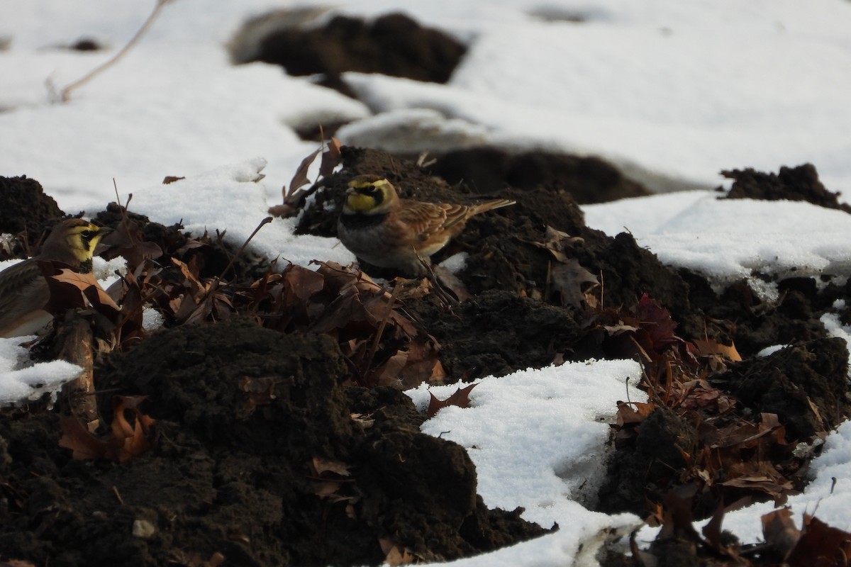 Horned Lark - ML646522780