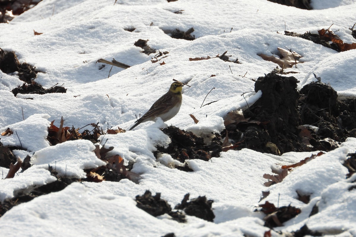 Horned Lark - ML646522782